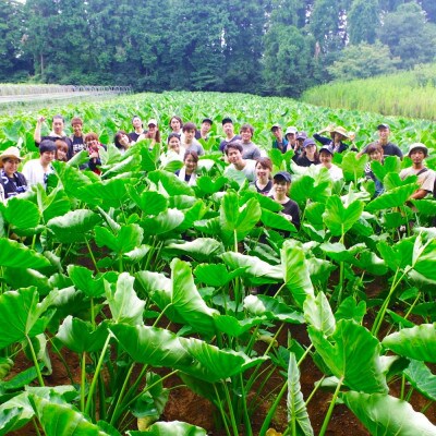 採れたて直送!旬のお野菜セット Sサイズ(6品目以上)【種類おまかせ】