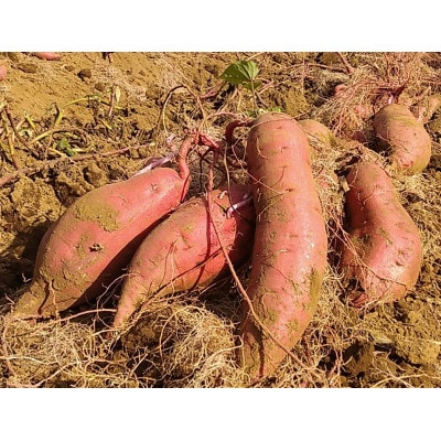 本格芋焼酎「自然栽培・佐倉」