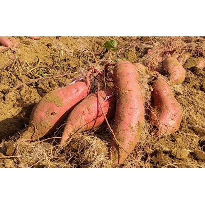 佐倉の有機さつまいものジャム3個