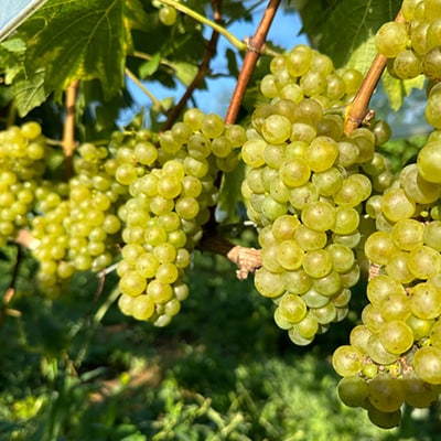 【数量限定】佐倉産初のワイン!混醸辛口白ワイン　750ml×1本