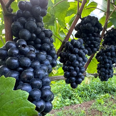 【数量限定】佐倉産初のワイン!ピノ・ノワール2023　750ml×1本