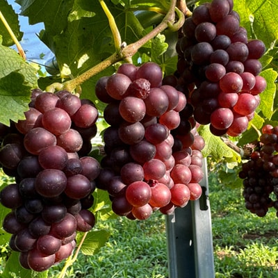 【数量限定】佐倉産初のワイン!ピノ・グリのオレンジワイン　720ml×1本