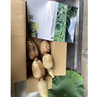 里山れんこん1kg