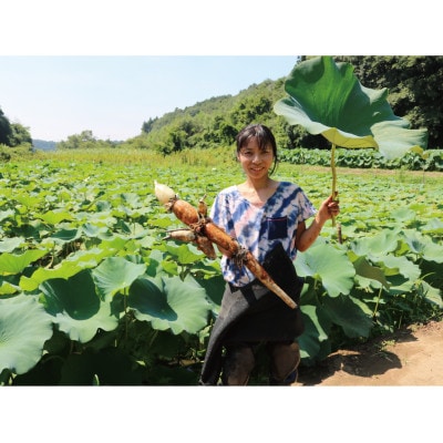 里山れんこん1kg