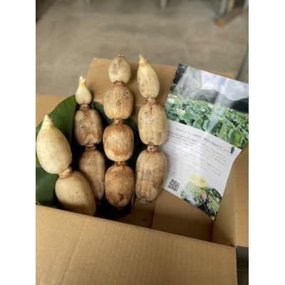 里山れんこん 2kg