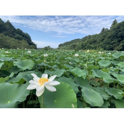 【発送月固定定期便】里山れんこんの旬時期(9月～12月)毎月1kg　定期便全4回