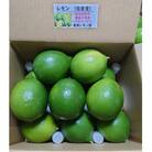 レモン 1.5kg(8個~15個)