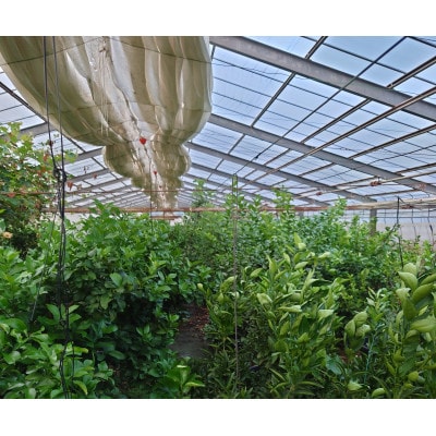 レモン 1.5kg(8個~15個)