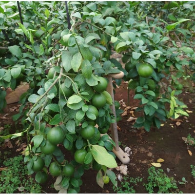 レモン 1.5kg(8個~15個)