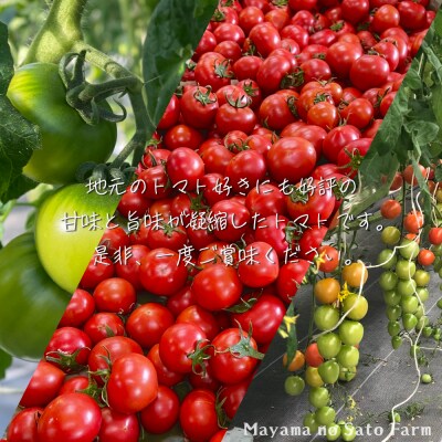 宮城県大崎市産 まやまのニコニコフルーツトマト詰め合わせ 約1.5kg