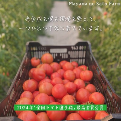 大崎市産まやまのニコニコフルーツトマト1.5kg・最高金賞・先行予約
