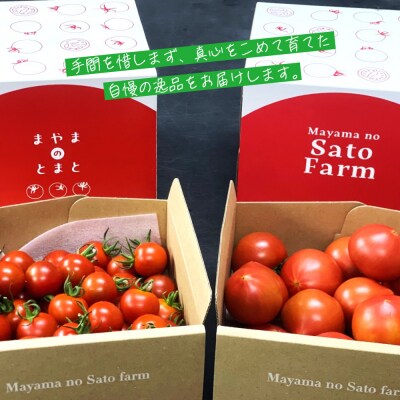 宮城県大崎市産 まやまのニコニコフルーツトマト詰め合わせ 約1.5kg