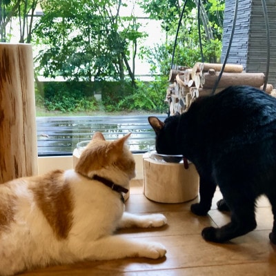 ひのきペットフードディッシュ　S