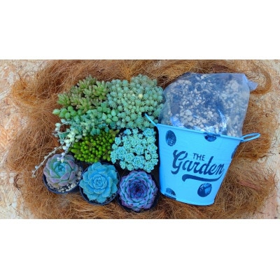 多肉植物セット(植木鉢と説明書付き)