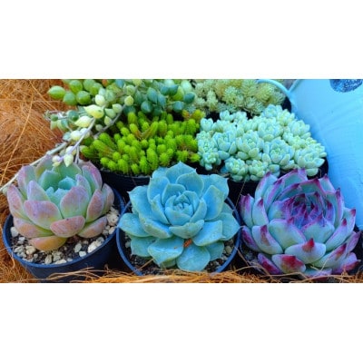 多肉植物セット(植木鉢と説明書付き)