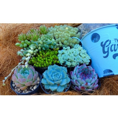 多肉植物セット(植木鉢と説明書付き)