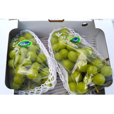 宮崎県小林市産シャインマスカット2房