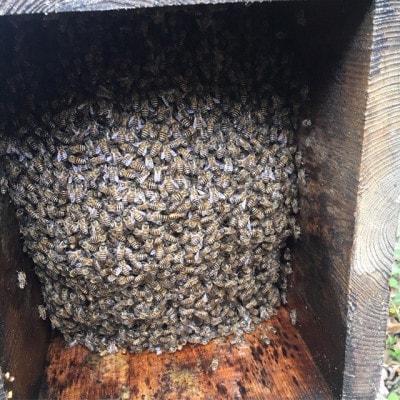 霧島地蜜　120g×2個