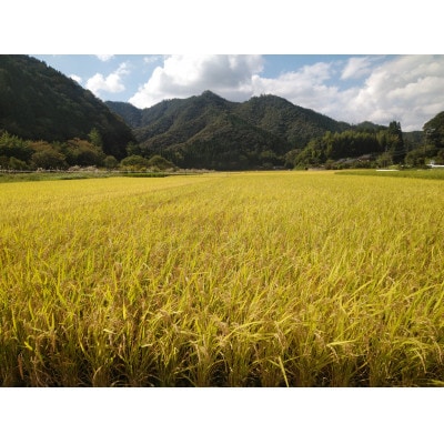 令和7年産新米【須木米】精米 計20kg