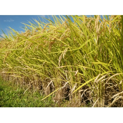 令和7年産新米【須木米】精米 計20kg