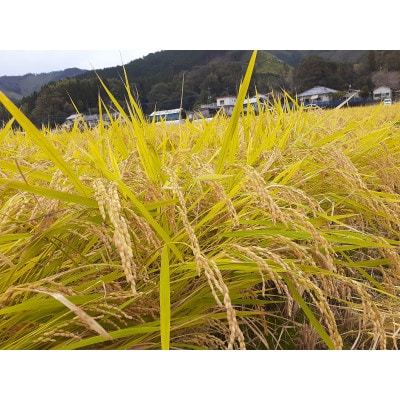 令和7年産新米【須木米】精米 5kg