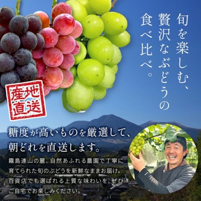 【もぎたて直送】シャインマスカット・旬のぶどう 3種 食べ比べ アソート 計約2kg(E077)