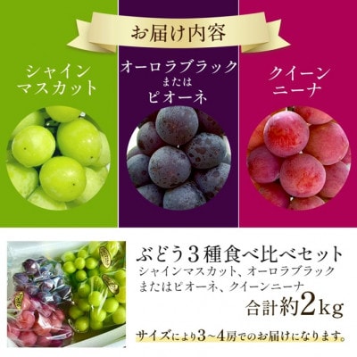 【もぎたて直送】シャインマスカット・旬のぶどう 3種 食べ比べ アソート 計約2kg(E077)