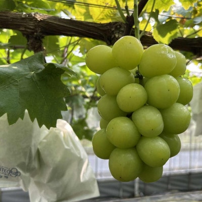 【もぎたて直送】シャインマスカット・旬のぶどう 3種 食べ比べ アソート 計約2kg(E077)