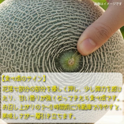 【2026年発送 先行予約】生産農家応援・もぎたて直送 タカミメロン 約5kg(E309)