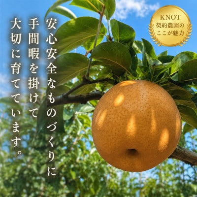 【もぎたて直送】旬のもぎたて梨 約3kg(F120)