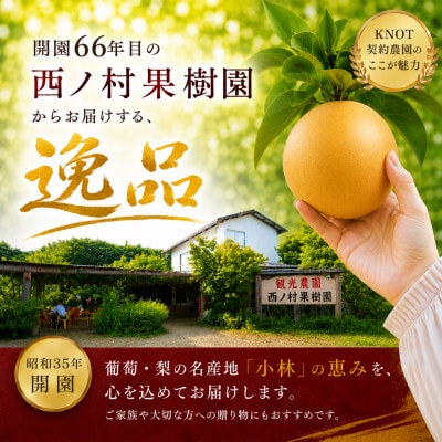 【もぎたて直送】旬のもぎたて梨 約3kg(F120)