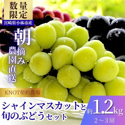 完熟たわわシャインマスカットと旬ぶどうセット 約1.2kg(2～3房)(F118)