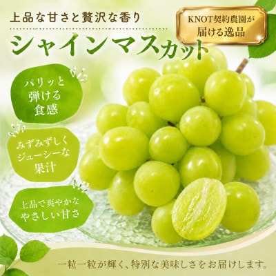 完熟たわわシャインマスカットと旬ぶどうセット 約1.2kg(2～3房)(F118)