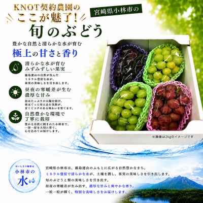 完熟たわわシャインマスカットと旬ぶどうセット 約1.2kg(2～3房)(F118)