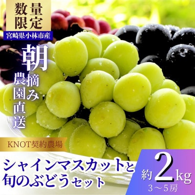 完熟たわわシャインマスカットと旬ぶどうセット 約2kg(3～5房)(F119)