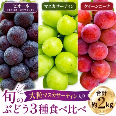 【もぎたて直送】マスカサーティン旬のぶどう 3種 食べ比べ アソート 計約2kg(E270)