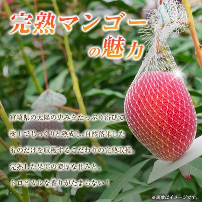 南国宮崎からお届け　完熟マンゴー2L×2個(小林市)
