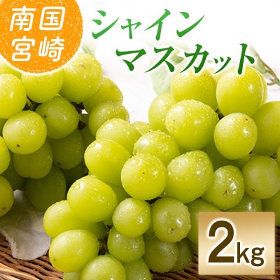 「豊かな自然が育む」小林市産シャインマスカット2kg(小林市)