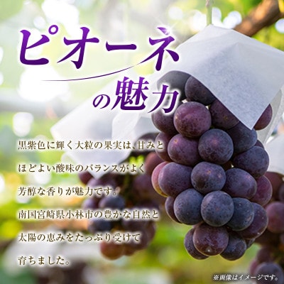 「豊かな自然が育む」小林市産ピオーネ 1kg(小林市)