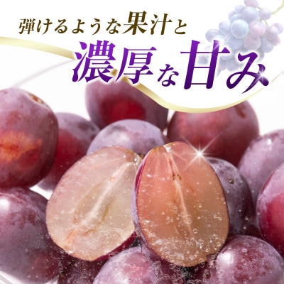 「豊かな自然が育む」小林市産ピオーネ 1kg(小林市)