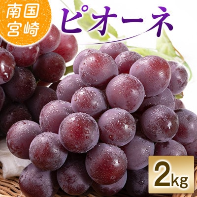 「豊かな自然が育む」小林市産ピオーネ 2kg(小林市)