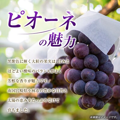 「豊かな自然が育む」小林市産ピオーネ 2kg(小林市)