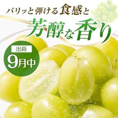 【発送月固定定期便】宮崎県の旬をお届け 完熟マンゴー・シャインマスカット(小林市)全2回