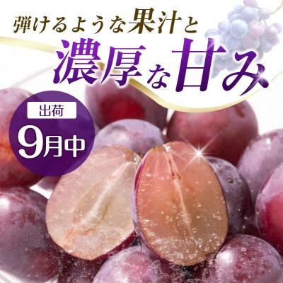 【発送月固定定期便】宮崎県の旬をお届け 完熟マンゴー・ピオーネ(小林市)全2回