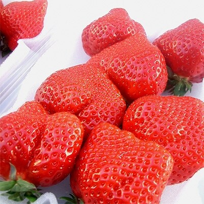 【春日】訳アリ(1パック増量)!完熟あまおう 5+1パック