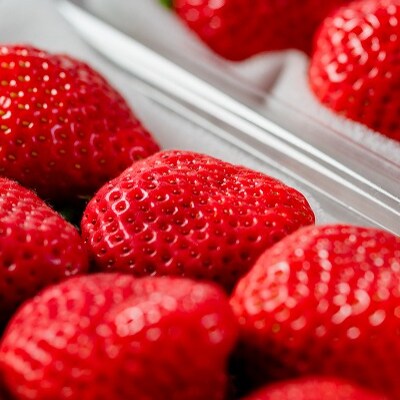 【さとふる限定】春にお届けの苺!(2月～4月)福岡産春あまおう300g×4パック