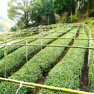 八女茶 17袋 (1.7kg)セット