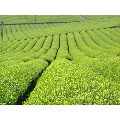 福岡県産八女茶(ひかり2袋)