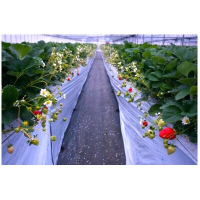 【2025年2月順次発送】福岡県産あまおうデラックス約280g×2パック(春日市)