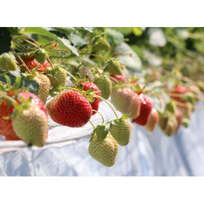 選ばれし一粒・特撰プレミアムあまおう 約600g(春日市)